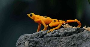 La rana dorada es endémica de Panamá y está gravemente amenazada por el denominado "superhongo". Foto: Elmer Martínez /AFP. 