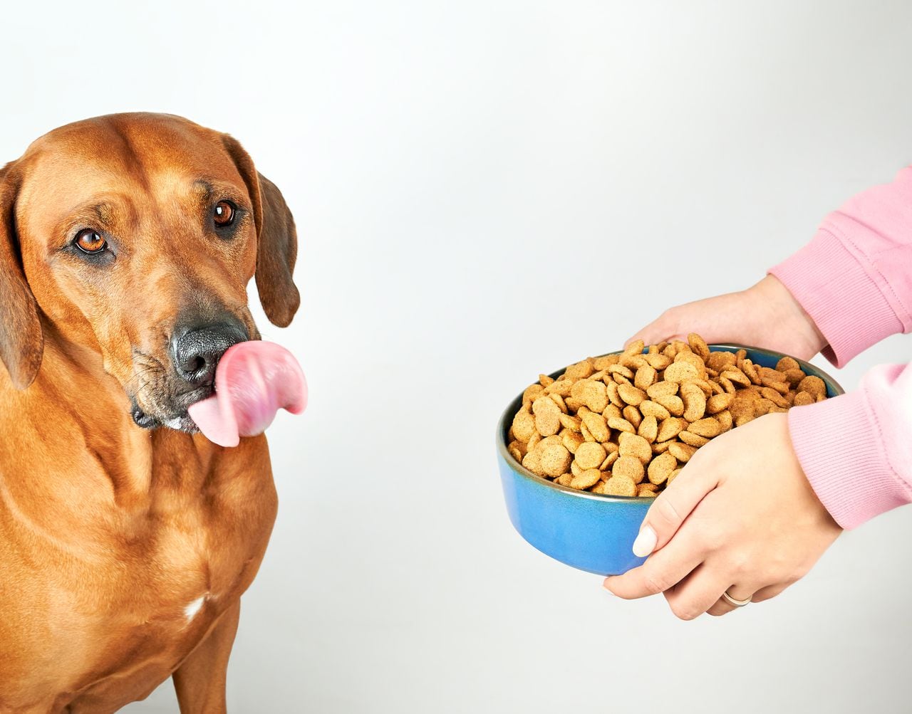 Hungry dog licking its lips with tongue behind bowl with dry food in woman hands