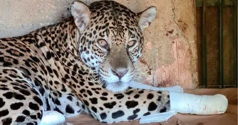 Ousado, el jaguar que se recuperó de las heridas causadas por las llamas en Pantanal