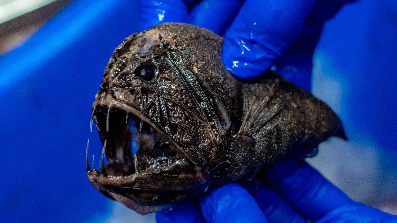 Pez colmillo, una de las especies más extraños de las profundidades marítimas.