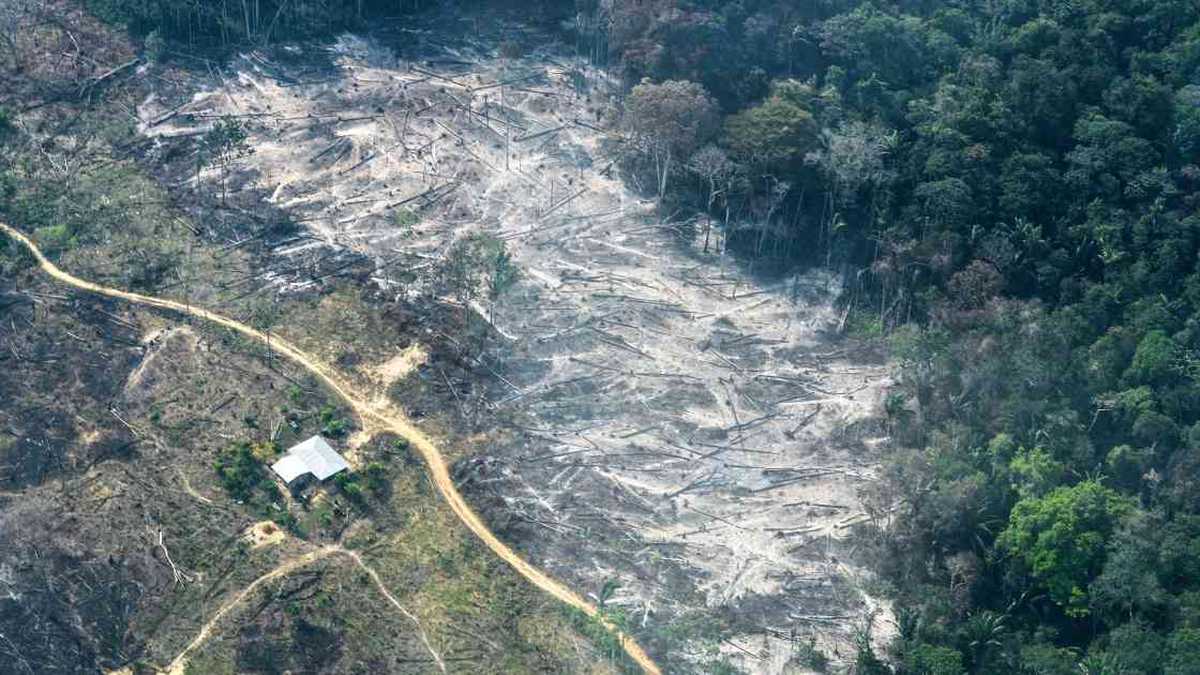 2019 fue un año de varios anuncios que buscan erradicar a la peor problemática ambiental en Colombia: la deforestación. Foto: FCDS.