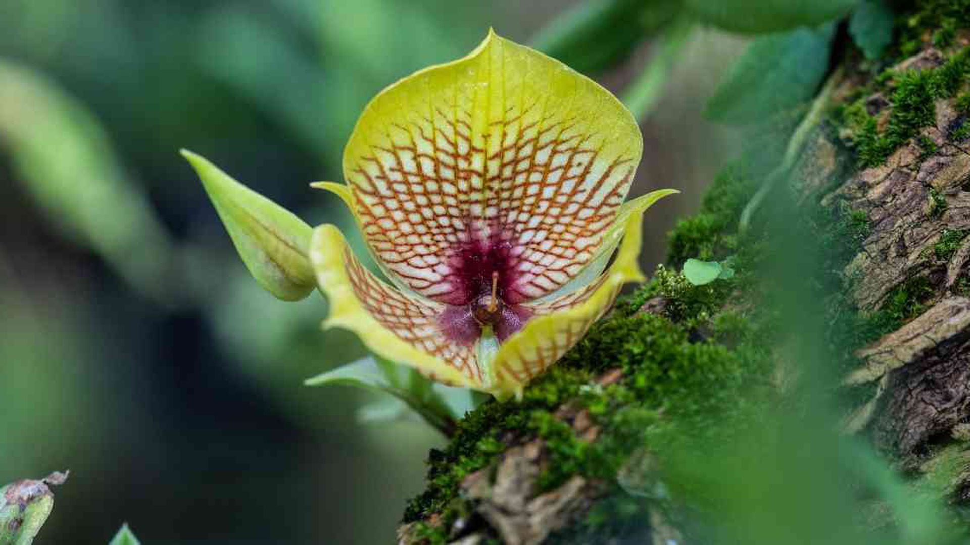 Orquídeas colombianas en peligro de extinción