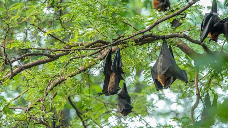 El Nipah vive en los murciélagos que comen fruta y son ellos quienes lo transmiten.