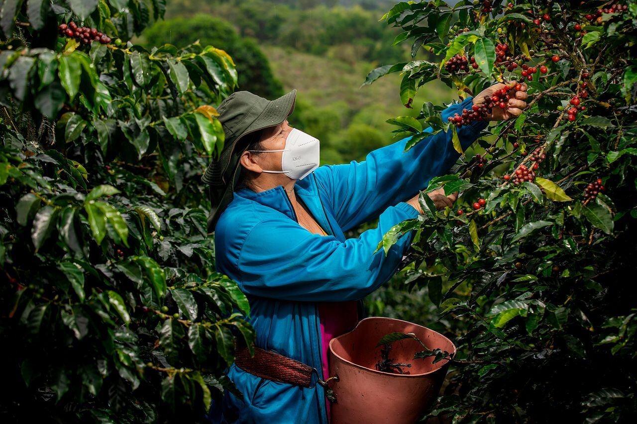 Colombia cuenta con más de 6.2 millones de hectáreas aptas para el cultivo de café, equivalentes al 5,4% del área nacional