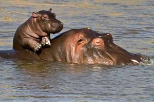 Hippo baby enjoying life on mum's back