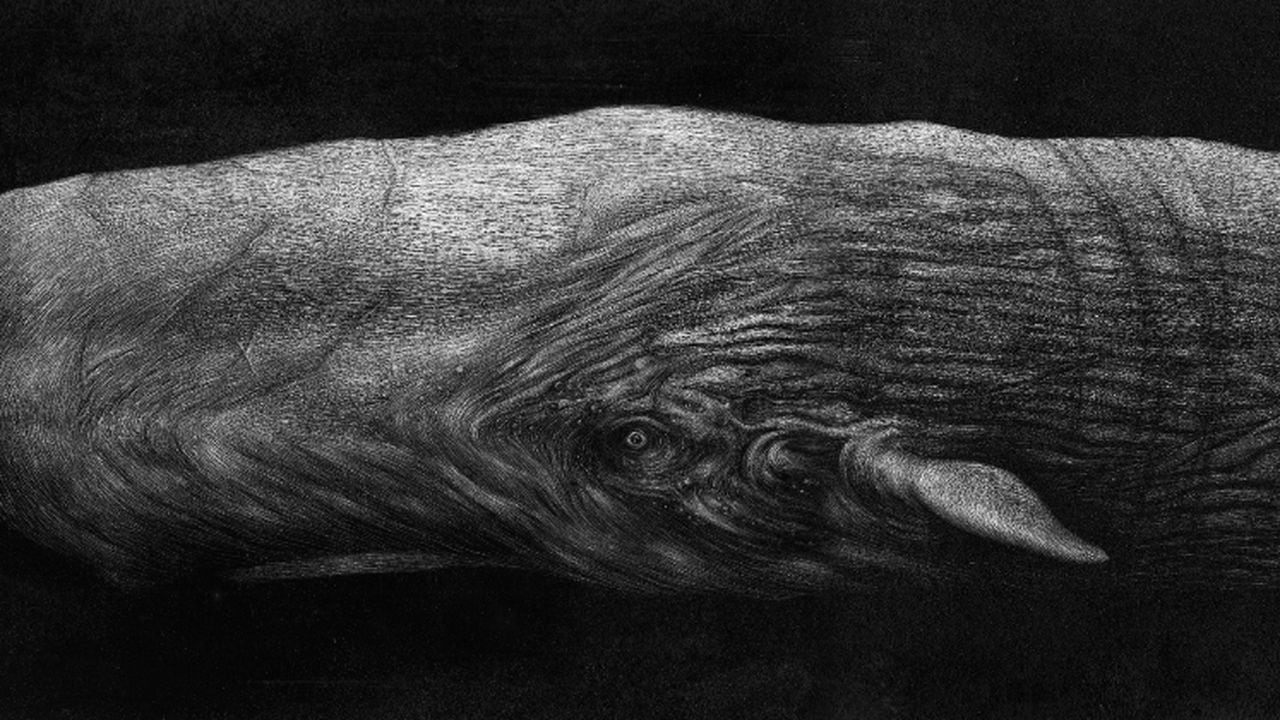Rodríguez, A. Moby Dick (2020). Grabado sobre papel/Panamericana Editorial. Cortesía Editorial Panamericana