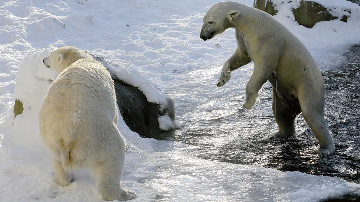 El ártico pasa por una grave situación dada por el calentamiento global que ha terminado afectando a las especies que viven allá. Foto: Getty Images