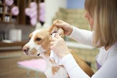 Limpiar orejas de un perro