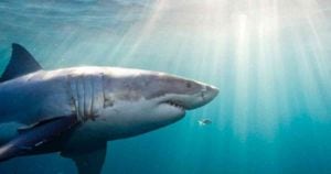 Los tiburones cumplen un papel esencial en los ecosistemas marinos porque, por ejemplo, se alimentan de poblaciones de peces potencialmente destructivas. Foto: Getty Images - Mundo hoy.  