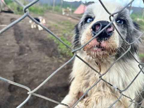Este era uno de los más de 130 perritos que estaban en pésimas condiciones en el criadero en Funza.  Todos fueron rescatados.
