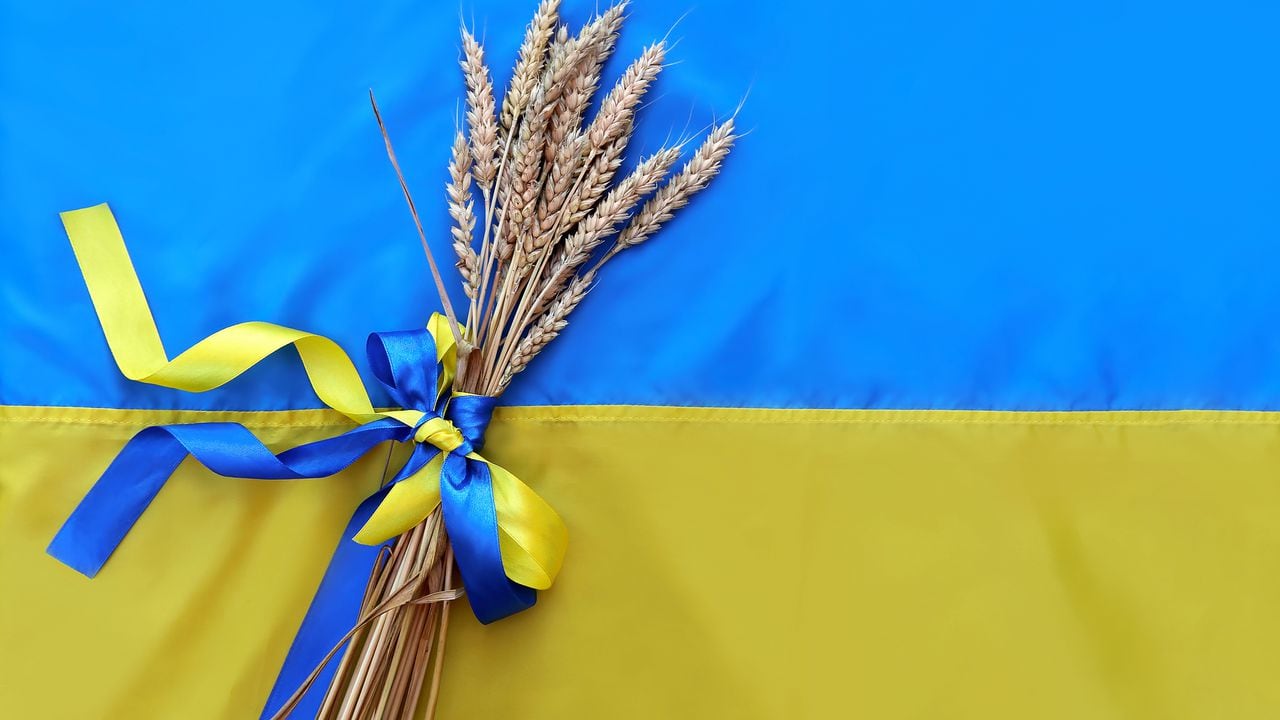 Un ramo de espiguillas doradas maduras de trigo atado con una cinta amarilla y azul en el fondo de la bandera de Ucrania. Símbolo de país.