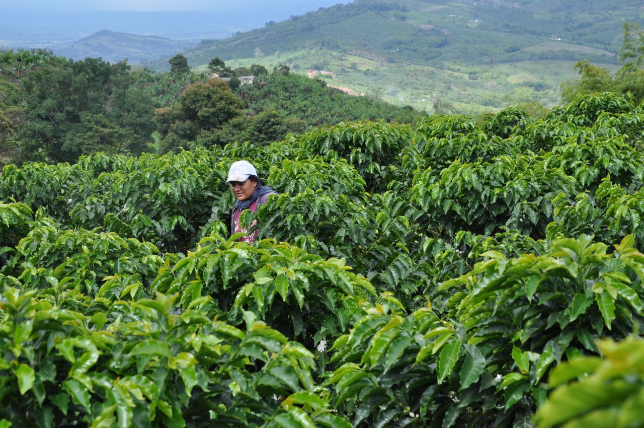 En el Valle hay unas 51.000 hectáreas sembradas con café