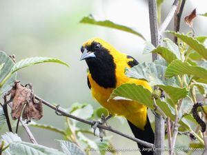 El ave toche es una de las más de 1.900 especies de aves que tiene el país. Sin embargo, su supervivencia se ve amenazada debido al tráfico ilegal de estos pequeños animales.