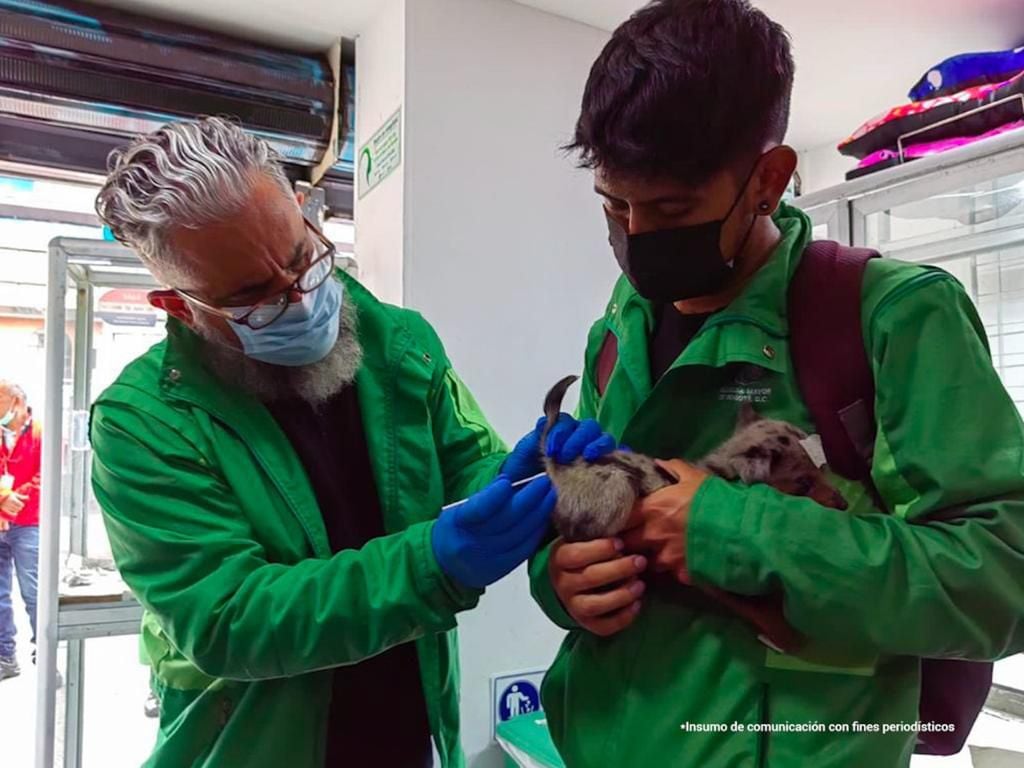 Autoridades animalistas han adelantado varios operativos contra el maltrato y comercialización animal en Bogotá.