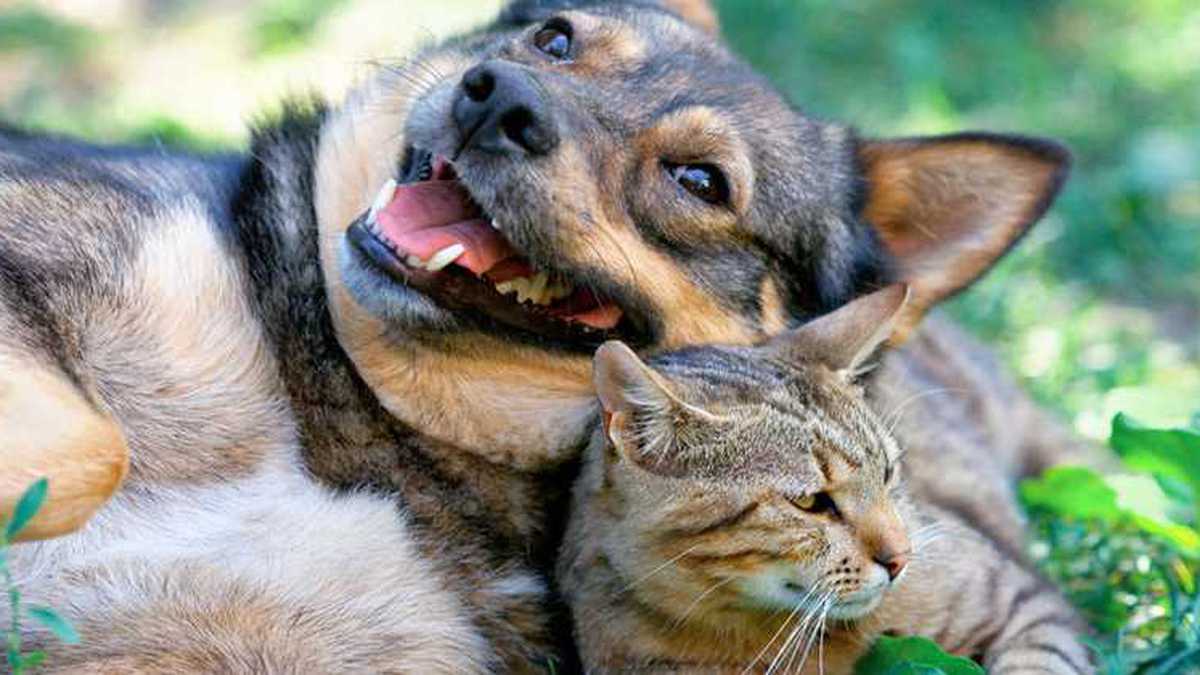 Los alérgenos de los perros y gatos se encuentran en las células de la piel de los animales (caspa), así como en la saliva, la orina, el sudor y el pelaje. 
