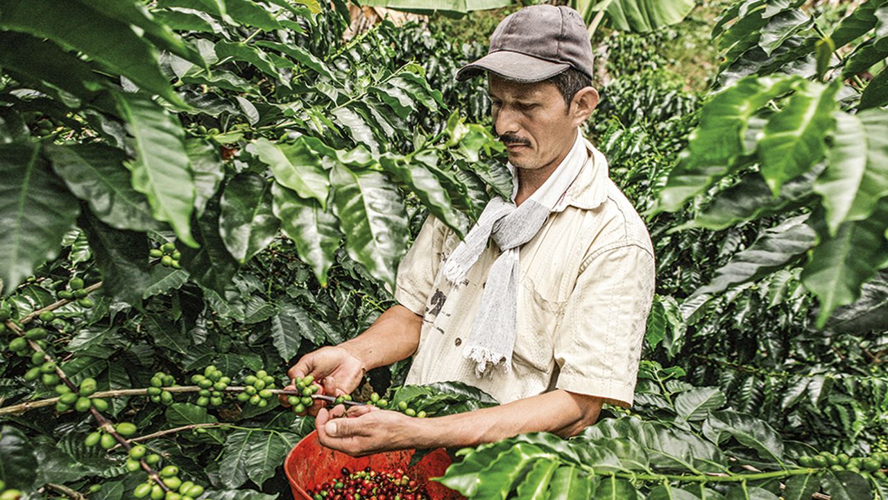  La pesca y el café son los dos subsectores con mayores decrecimientos al tercer trimestre de 2021. En el caso del grano, la menor producción ha impedido aprovechar los precios máximos que hay hoy.