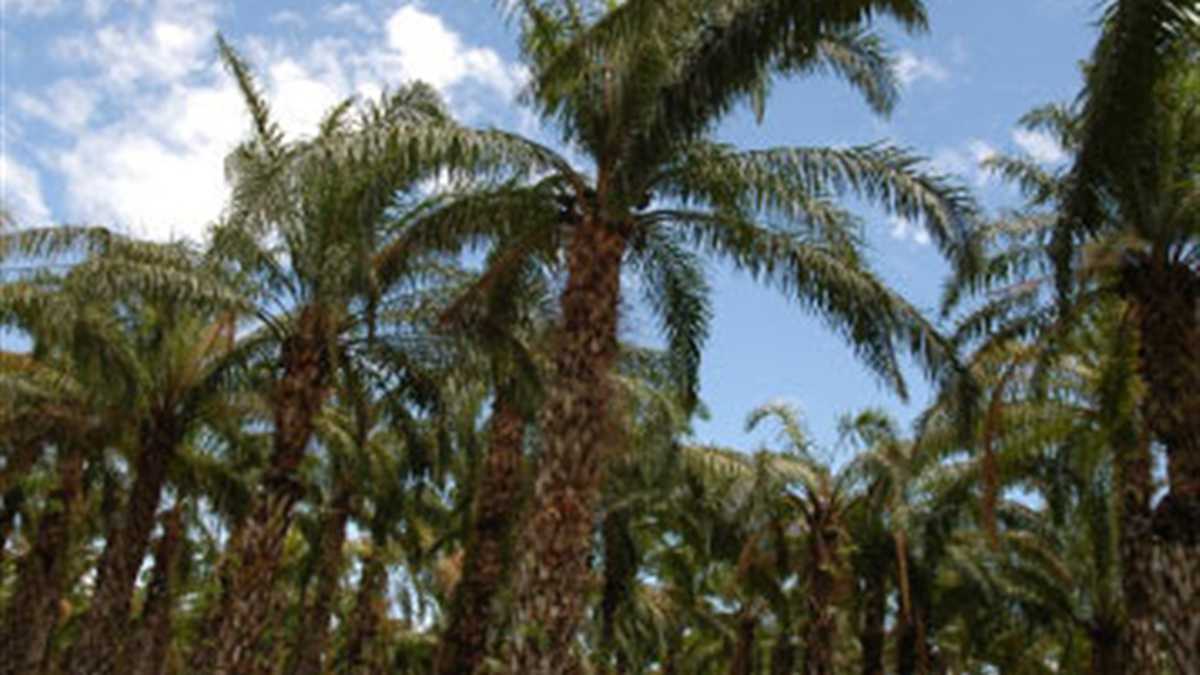 Uno de los subsectores agrícolas de mejor desempeño reciente es la palma.
