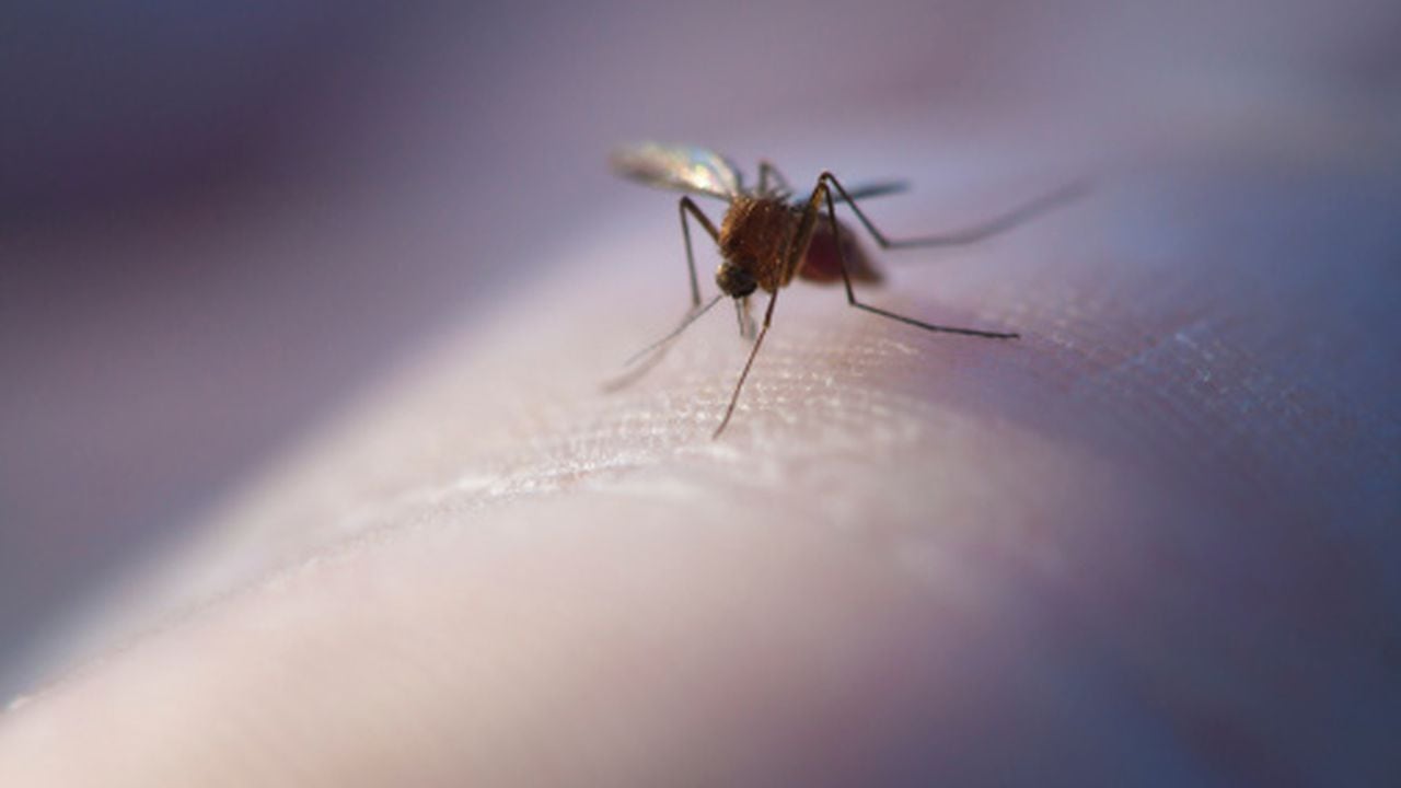 Los casos de malaria descendieron en 2021 en América, pero la enfermedad golpea “desproporcionamente” a los indígenas y migrantes, informó este martes la Organización Panamericana de la Salud (OPS).