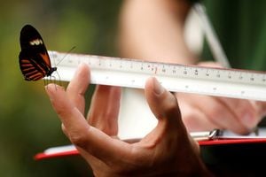 El cuidador del zoológico Thomas Maders mide un cartero mariposa en ZSL WHIPSNADE ZOO 2021 Pesaje y medición, en Dunstable, Gran Bretaña, 24 de agosto de 2021. Foto Reuters / Matthew Childs 