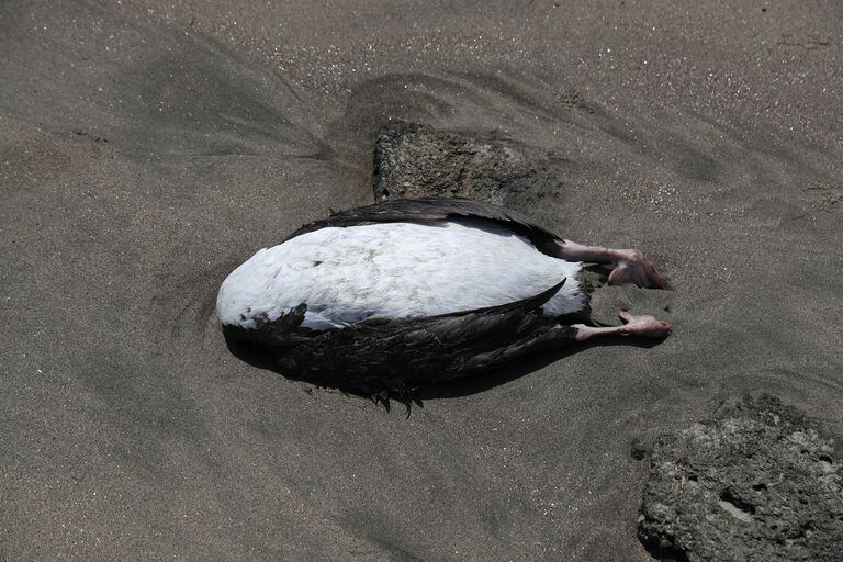 Se ve un pato muerto en la playa de Lobos, en medio de casos crecientes de infecciones por gripe aviar, en Lima, Perú