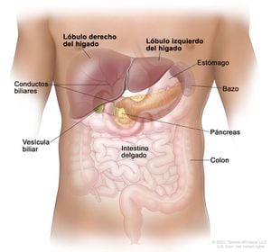 Anatomía del hígado. El hígado está en la parte superior del abdomen, cerca del estómago, los intestinos, la vesícula biliar y el páncreas. El hígado tiene un lóbulo derecho y un lóbulo izquierdo. Cada lóbulo se divide en dos secciones (que no se muestran).