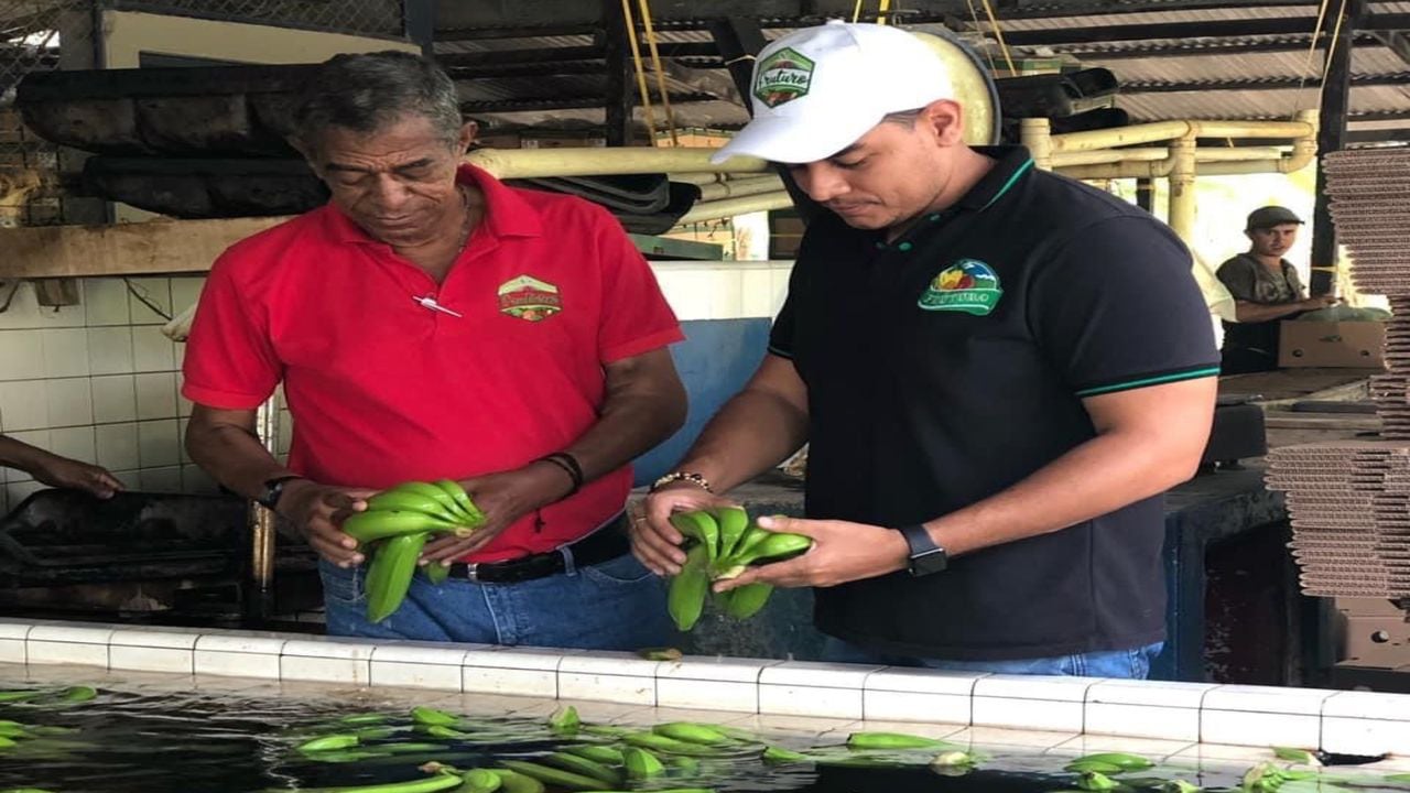 Juan Esteban y su padre, Walter,  preparan varios plátanos listos para exportar.