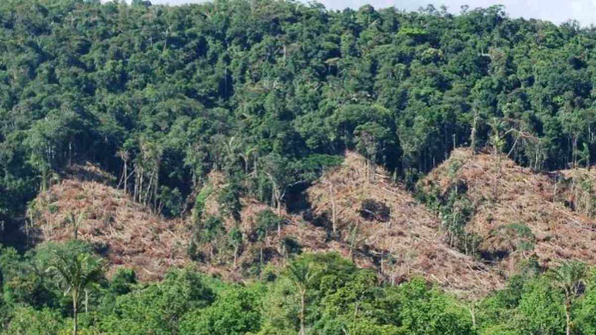 El año pasado Colombia perdió 219.973 hectáreas de bosques y selvas por causa de la deforestación. Foto: Mongabay