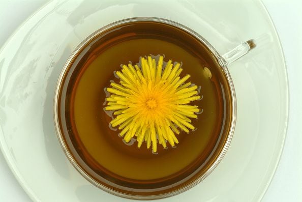 Medicinal tea made of common Dandelion, Taraxacum officinale. (Photo by: Bildagentur-online/Universal Images Group via Getty Images)