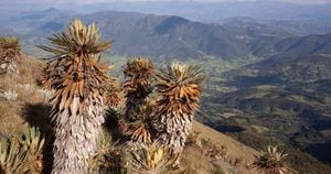 Colombia es uno de los países con mayor número de especies de plantas en páramos y mayor endemismo.  Foto: Instituto Humboldt -Colombia noticias. 