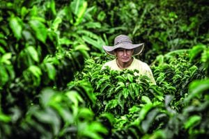El Programa de Calidad Sostenible AAA Nespresso en Colombia ha impactado a más 36.500 fincas en Caldas, Antioquia, Nariño, Cauca, Santander, Cundinamarca y, más recientemente, en Caquetá.