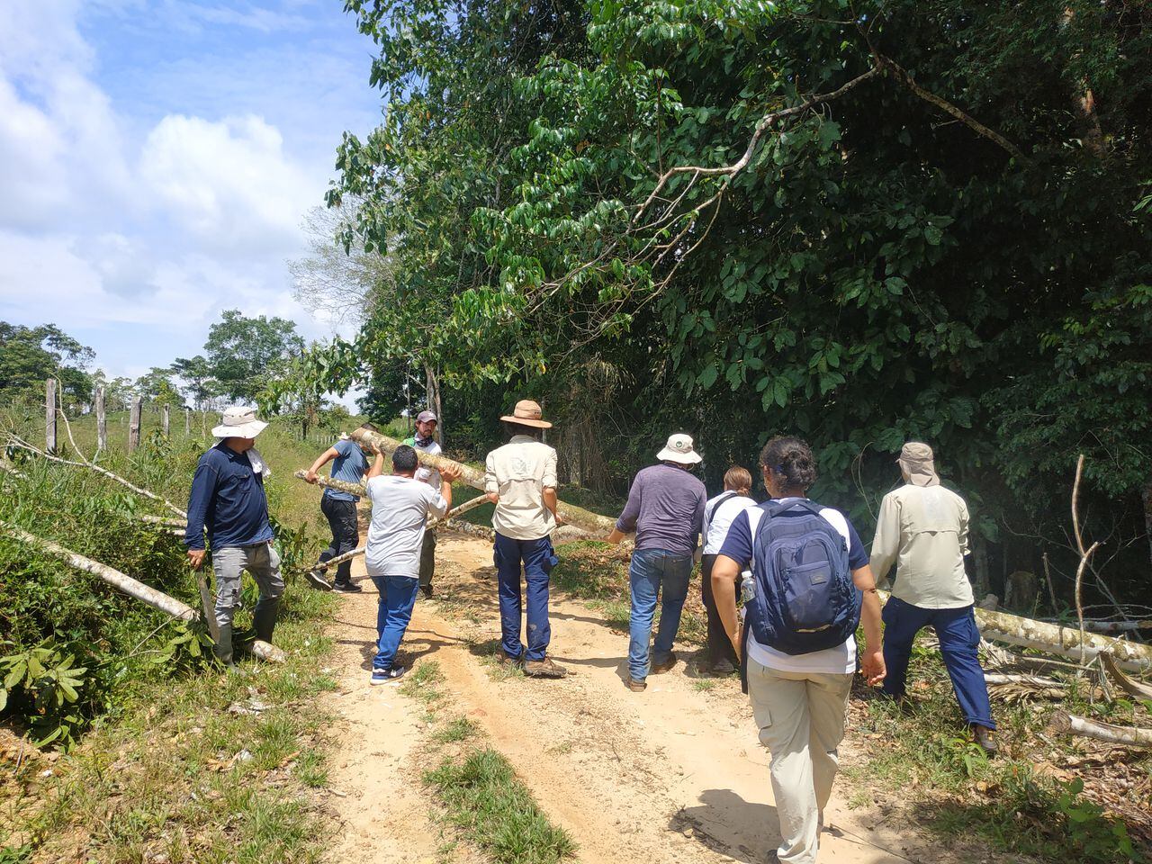 Más de 500 familias campesinas de los departamentos de Caquetá y Guaviare buscan vivir de los bosques a través del programa de forestería comunitaria de la Fundación para la Conservación y Desarrollo Sostenible (FCDS).