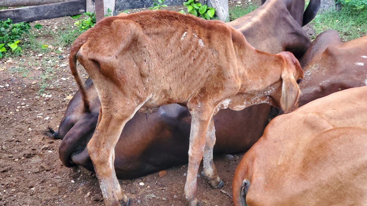 Denuncian muerte de ganado por consumir agua contaminada.