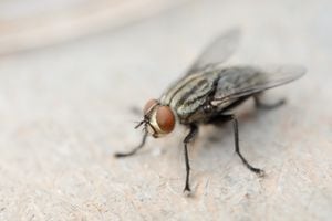 Macro shot of fly. Live house fly