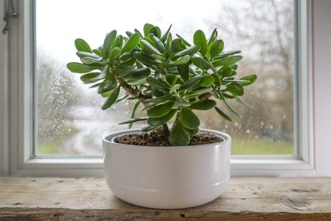 Esta planta es una gran opción para remplazar al árbol de jade.