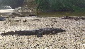 Un total de 21 caimanes aguja son analizados dentro de la investigación. Foto: PNN