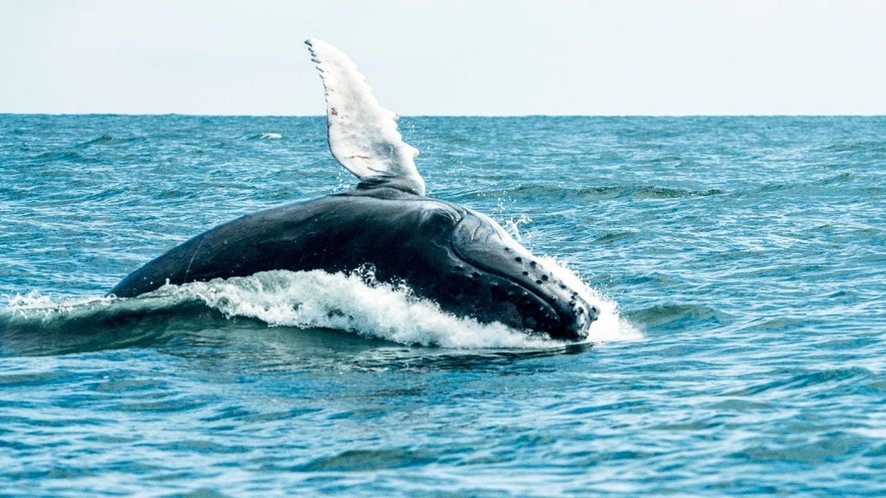 La temporada de ballenas finaliza en octubre. Foto: Cortesía Parques Nacionales Naturales