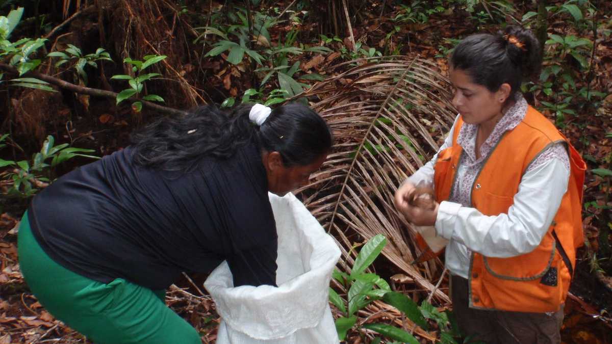 Colecta en campo con mujeres de la Comunidad de Caño Vitina en el municipio de Puerto Inírida, Guainía. A la derecha Nórida Marín, investigadora del Instituto SINCHI.