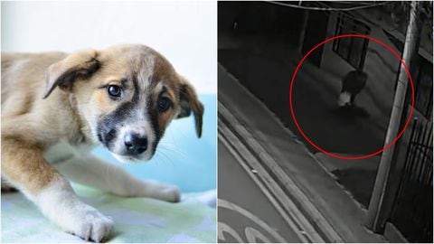 Identifican al hombre que habría envenenado a 14 perros en Cajicá: “No vamos a permitir que este hecho quede impune”