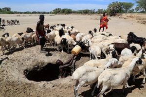 Loudi Lokoriyeng' de la comunidad de pastores de Turkana afectada por el empeoramiento de la sequía debido a las temporadas de lluvia fallidas, observa mientras sus cabras beben agua mientras Tina Ekiro recolecta agua de un pozo abierto excavado en el lecho seco de un río en el pueblo de Loyoro de Kalokol en Turkana, Kenia, el 28 de septiembre , 2022.