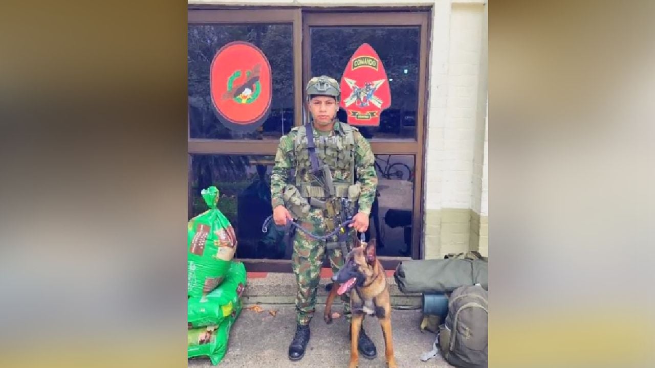 Wilson, perro Héroe del Ejército permanece desaparecido en la selva