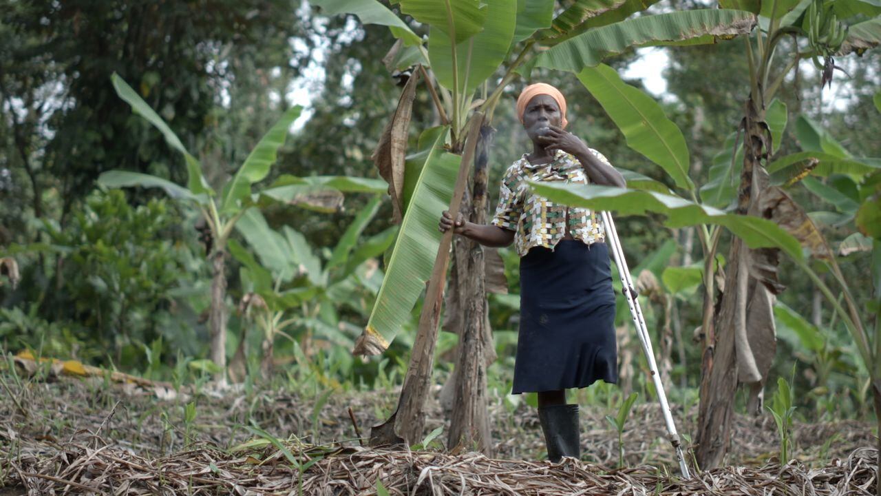 Oneida in the banana fields.
When she has the resources, Oneida visits "her piece" (her farm), to clean the banana crops. Due to her health conditions, in recent years she has not done it frequently, but it was fundamental for our portrait to give an account of that physical strength and the power of command of our protagonist.