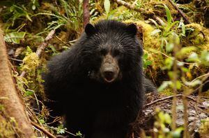 Este es el primer oso andino en Colombia al que se le instaló un collar de telemetría GPS. Foto: Fundación Wii.