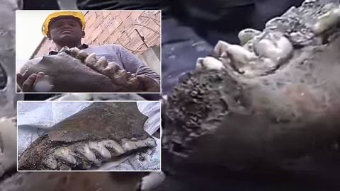 Huesos de mastodonte encontrados en Bogotá