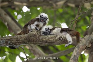 Cotton-topped TamarinSaguinus oedipusNorthern Colombia, South America