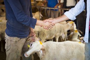 Cliente y vendedor dándose la mano y tratando sobre el precio de las ovejas.