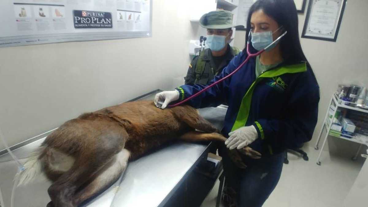El venado murió en el centro veterinario debido a la gravedad de sus heridas. Foto: CRC. 
