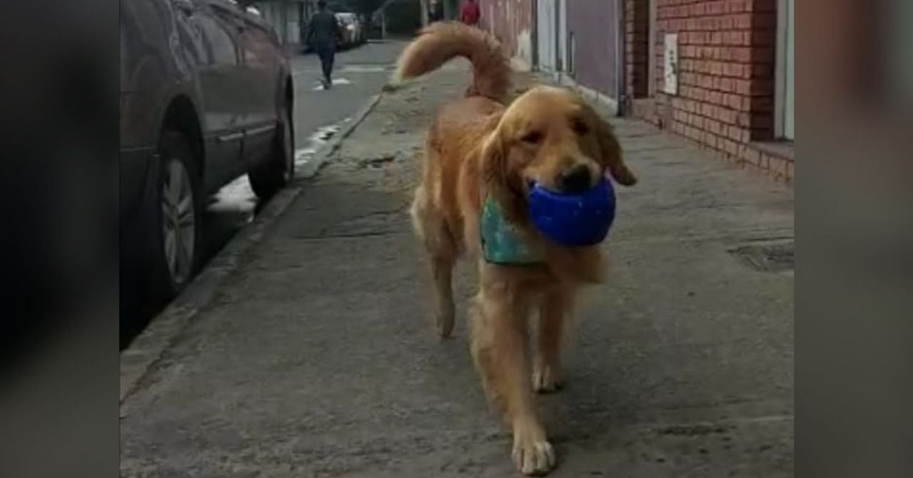 Toby, perro robado en Bogotá.