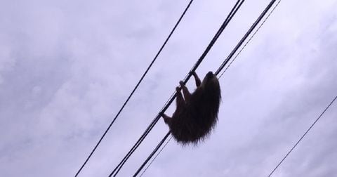 Rescataron a oso perezoso que estaba enredado en cables de energía