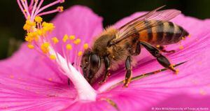 Los investigadores recomiendan no rociar glifosato en las plantas con flores, a fin de no poner en peligro a las abejas. Foto: Alex Wild/Universidad de Texas.