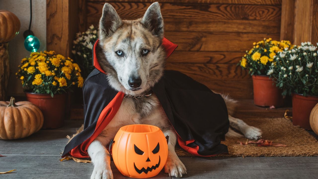 Mascotas, disfraz, perro, halloween, ropa